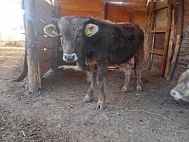 кара балта кой: Продаю | Бык (самец) | На откорм — 1