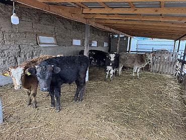 Ветеринар кызматы: Сатам | Бука (эркек) | Аргын, Симментал, Айршир | Көбөйтүү үчүн | Байланган — 5