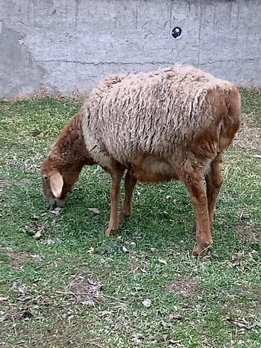 Продаю | Овца (самка), Ягненок | Гиссарская, Арашан | Для разведения | Котные, Матка, Ягнившаяся