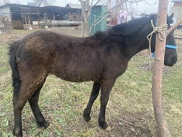 домашные животные: Продаю | Жеребенок | Конный спорт — 1