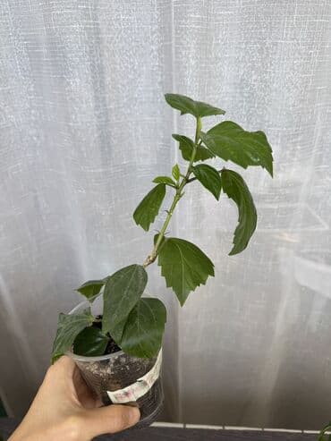 розы кусты: Калла 550 сом Гибискус 400 сом Денежное дерево 200 сом Хлорофитум — 10