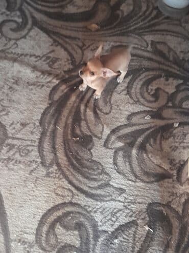 кавказ собака: Чихуахуа, 2 айлык, Ургаачы — 6