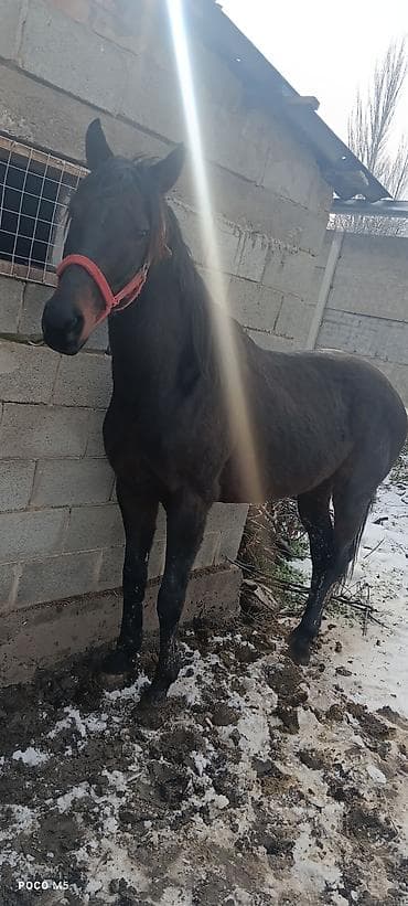 Услуги ветеринара: Продаю | Конь (самец) | Полукровка — 1