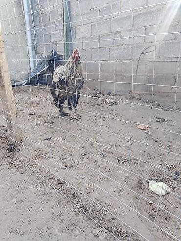 ящик оптом: Продаю | Петух | Для разведения — 1