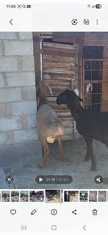 япон куры: Продаю | Баран (самец) | Эдильбаевская, Арашан, Гиссарская | Для разведения | Племенные, Осеменитель — 4