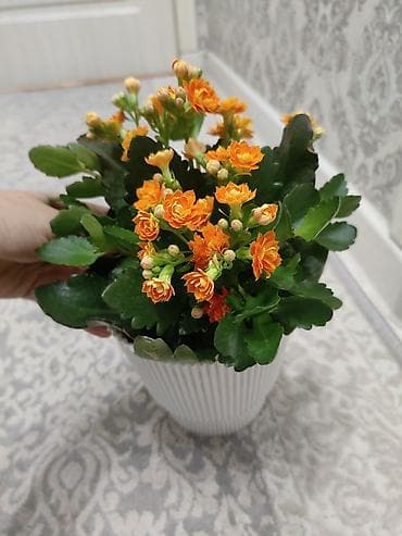 Комнатные цветы, очень красивые