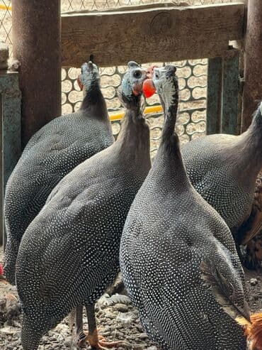 Грызуны: Продаю | Куры — 2