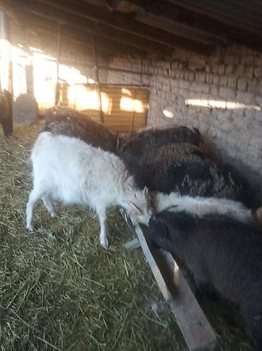 козы бараны: Продаю | Коза (самка) | Для разведения — 4