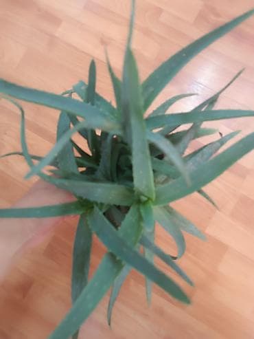 долларовое: Комнатные растения в горшках: 1) Замиокулькас (Zamioculcas — 7