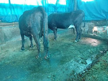 пародистые каровы: Продаю | Корова (самка) | Для молока | Привязанные — 2