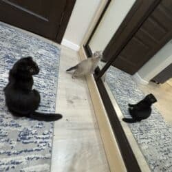 купить кошку вислоухий: Шотландский вислоухий котёнок, окрас чёрный (солид). Круглая мордочка — 4