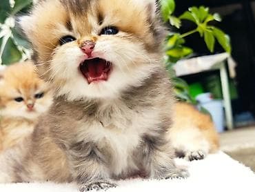 белые котенки: 1 месяц, Мальчик, Золотая шиншилла, Приучена к лотку, Проглистована — 5