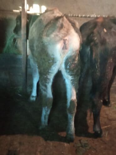 купить собаку для охоты: Продаю | Тёлка | Полукровка | На откорм | Привязанные — 1