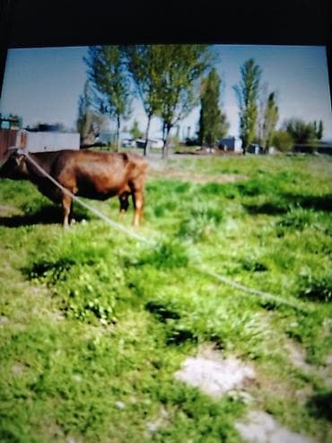 купить собаку кане корсо: Продаю | Корова (самка) | Для разведения | Привязанные — 8