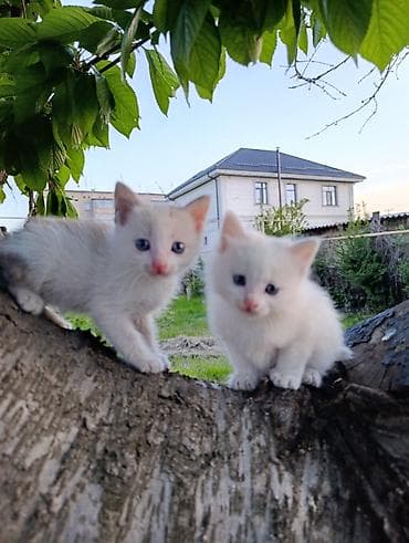Белоснежные котята с голубыми глазами. Отдаем в хорошие руки с