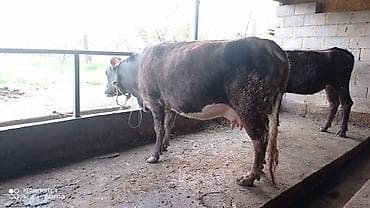 кошка породы мейн кун: Продаю | Корова (самка) | Полукровка | Для молока | Привязанные — 2