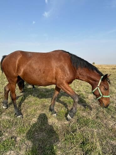 Продаю | Кобыла (самка), Жеребец, Жеребенок | Кара Жорго | На забой, Для разведения, Для молока at lalafo.kg Продаю | Кобыла (самка), Жеребец, Жеребенок | Кара Жорго | На забой, Для разведения, Для молока