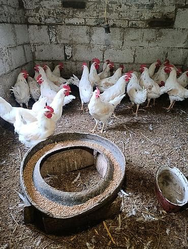 продаю кошара ферма: Петушки 3 месяца — 1
