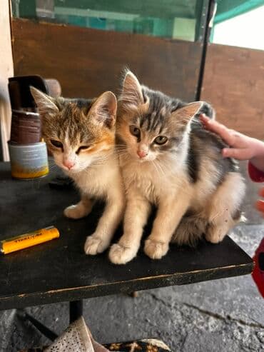 домики для котят: Кошка даром: Беспородная, 3 месяца, Девочка, Приучена к лотку — 1