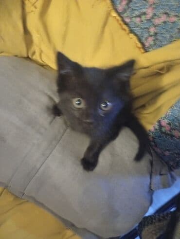 наполнитель для кошек: Всем доброго времени суток 🤗 отдаю кошечку в добрые заботливые руки — 2