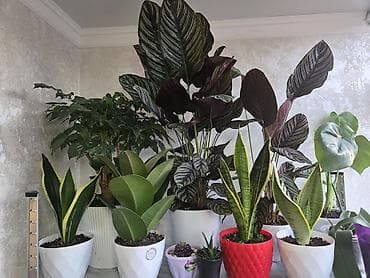 цветы антуриум: Антуриум Андре (Anthurium andreanum) в декоративном кашпо. - — 9