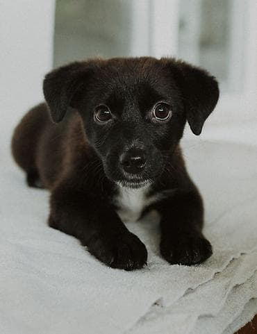 🐶 Ищем дом щенку! Девочка 3 месяца. Будет маленькая (8-10 кг)