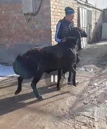 улуу тоо: Сатам | Кочкор (эркек) | Арашан | Көбөйтүү үчүн | Жасалма жол менен боозутуу — 2
