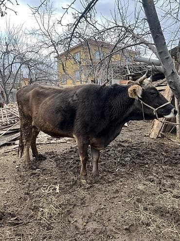 сиамская кошка цена бишкек: Продаю | Корова (самка) | Швицкая | Для молока — 3