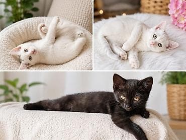 Котята, короткошёрстные домашние мурлыки в добрые руку совершенно