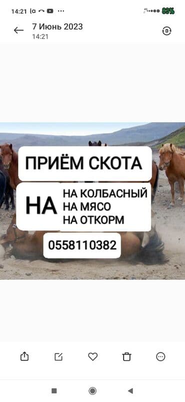 продажа домашних животных: Куплю | Коровы, быки, Лошади, кони | Круглосуточно, Любое состояние, Забитый — 1