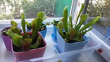 Продаются СЕМЕНА хищных растений( осталась только саррацения) Читайте