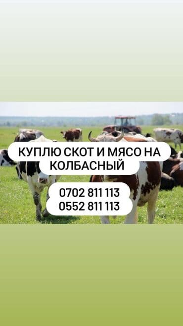 Куплю | Коровы, быки, Лошади, кони | Круглосуточно, Любое состояние, Забитый