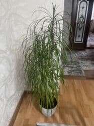 продам рассаду помидор: Продаю педилантус и драцену — 3