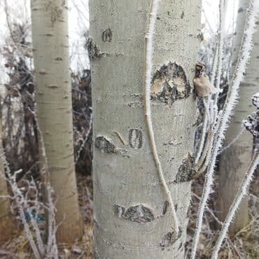 Осины, высота выше 10 метров, Цена Договорная at lalafo.kg Осины, высота выше 10 метров, Цена Договорная