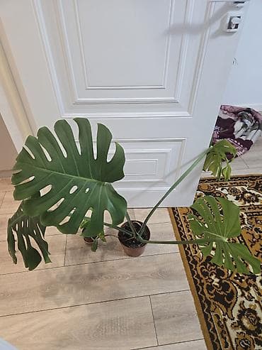 сингониумы: Сциндапсусы,сансевиерии ва, сингониум Ред спот,сингиниум пинк бьюти — 6