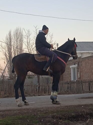 с связи с переездом: Сатам | Жылкы (эркек) | Ат спорту — 10