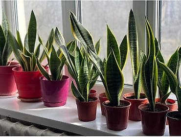 Лимоны: Продаю цветущую сансевиерию (тещин язык) 🌿 Уникальное, неприхотливое — 4