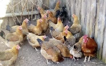 манчкин кошка: Продаю | Куры, Цыплята | Кучинская — 2