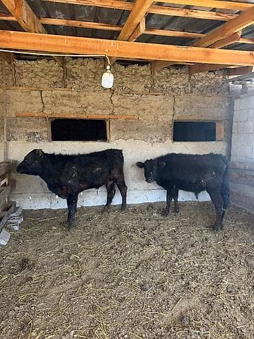 ит ош итер: Продаю | Бык (самец) | На откорм — 3