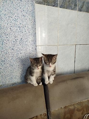 где можно взять кошку бесплатно: Отдам котят в добрые руки ( бесплатно ). Кушают все к лотку приучены — 1