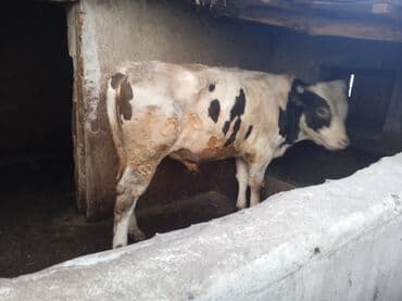 французские бульдоги: Продаю | Бык (самец) | Голштин | Для разведения | Искусственник — 2