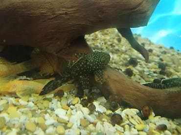 кунажын семис: Продаю сома анцитруса 6 месяцев. 
Чёрный-100с
Жёлтый- 120с — 3