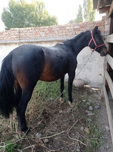 кролики декоративные: Продаю | Кобыла (самка) | Рабочий — 2