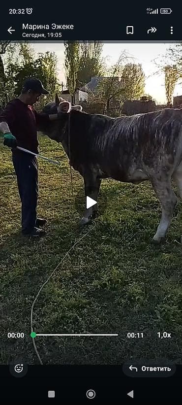 продажа орловских жеребят: Продаю | Корова (самка) | Привязанные — 3