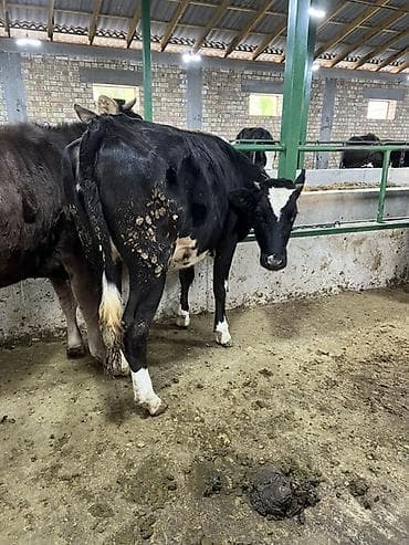 бенгальская кошка цена бишкек: Продаю | Корова (самка) | Алатауская | Для молока | Привязанные — 3