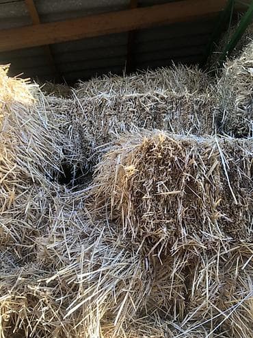 Солома пшеничная в тюках. Г Кант 100 тюков Саман - Тип: сухая