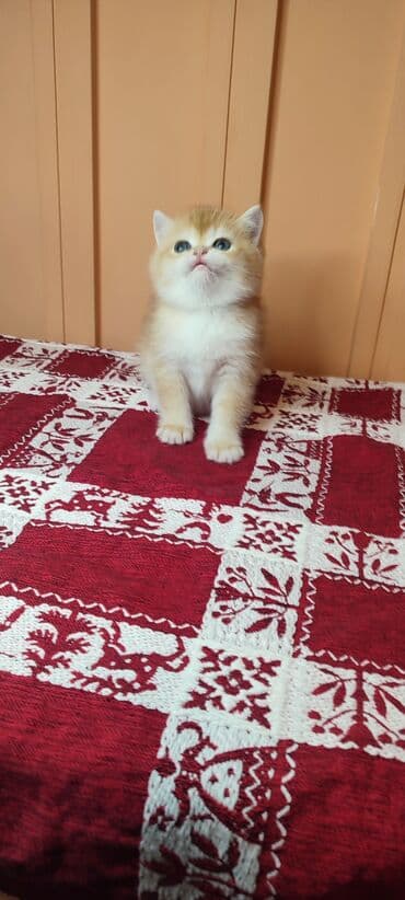 Открыто бронирование Британские котята, окрас золотой шиншилла