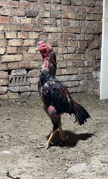 парода уйлар: Продаю | Петух | Бойцовая | Для разведения — 5