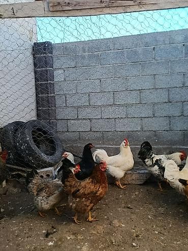 петух токмок: Сатам | Короздор | Үй | Көбөйтүү үчүн — 6