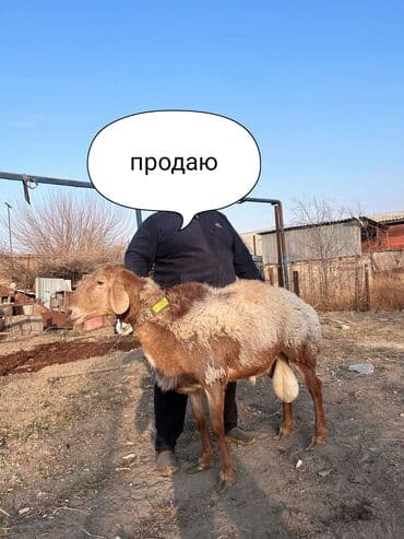 золотистый ретривер бишкек: Продаю | Баран (самец) | Арашан | Для разведения | Племенные, Осеменитель — 1